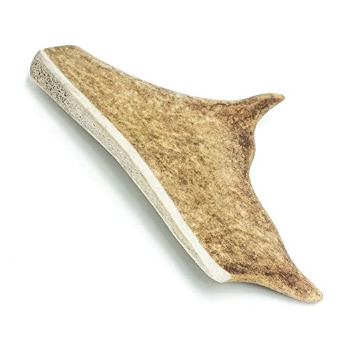 4 Dogs Original Gamo Cornamenta de venado Cornamenta de Ciervo Masticar Hueso Perro - M - 13-16 cm de Largo - Juguete para Perros 100% Natural - 1 Pieza - Juguetes para Perros para Masticar