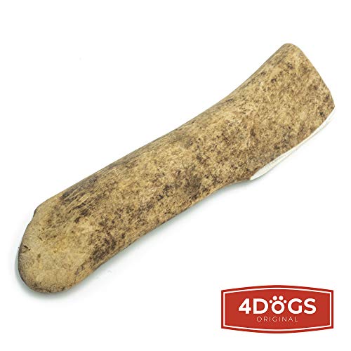 4 Dogs Original Gamo Cornamenta de venado Cornamenta de Ciervo Masticar Hueso Perro - M - 13-16 cm de Largo - Juguete para Perros 100% Natural - 1 Pieza - Juguetes para Perros para Masticar