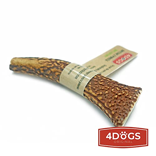 4 Dogs Original Juguete masticable asta de Ciervo para Perros - M - 12 cm Entero - Hueso masticable Hueso para Perros astas 100% Natural - 1 Pieza