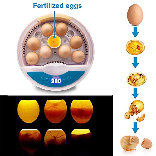 9 huevos Incubadora doméstica Incubadora digital Temperatura ajustable, calentador de cerámica tipo táctil con esponja humidificadora Pollo Pato Ganso Huevos de codorniz