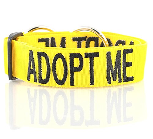 Adopt ME (I Need A New Home) Collar de Perro Semi-estrangulador Ancho L-XXL con código de Color Amarillo Evita Accidentes al Advertir a Otros de tu Perro de antemano