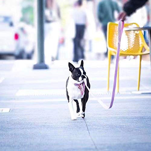 ARING PET Juego de collar y correa de terciopelo para perro, collar de perro y correa, collar ajustable para perros pequeños y medianos.