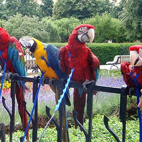 Beauneo ArnéS y Correa para PáJaros para Mascotas, Correa y ArnéS Ajustable para PáJaros Loro - Cuerda para Entrenamiento contra Mordeduras para Mascotas ArnéS y Correa (S)