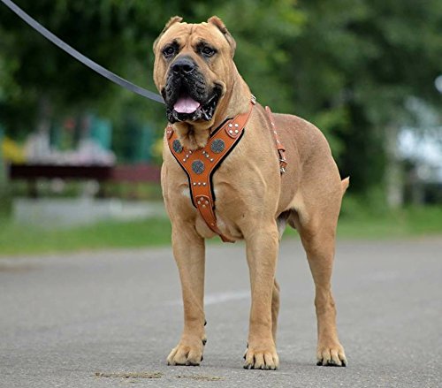 Bestia Maximus Silver arnés de Cuero para Perros Grandes