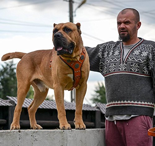 Bestia Maximus Silver arnés de Cuero para Perros Grandes