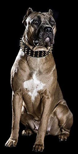 Bestia® "Oro Gigante Cuero Tachonado Collar de Perros Grandes. 2,5 cm de Ancho. Suave Padded. Duradera y cómoda. Hecho a Mano Pitbull. Cane Corso. Rottweiler. Bully. Amstaff. Doberman