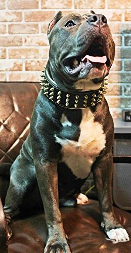 Bestia® "Oro Gigante Cuero Tachonado Collar de Perros Grandes. 2,5 cm de Ancho. Suave Padded. Duradera y cómoda. Hecho a Mano Pitbull. Cane Corso. Rottweiler. Bully. Amstaff. Doberman