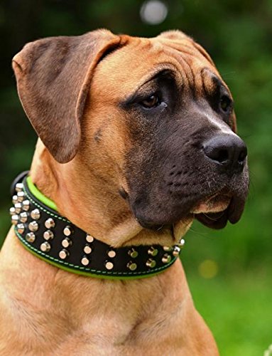 Bestia® "Stud Collar de Perros Grandes de Cuero Genuino. 6,3 cm de Ancho. Acolchado Suave Muy Duradero y cómodo. Hecho a Mano Garantizada Pitbull. Cane Corso. Rottweiler. Amstaff