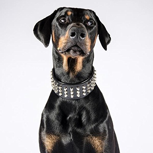 Bestia® "Stud Collar de Perros Grandes de Cuero Genuino. 6,3 cm de Ancho. Acolchado Suave Muy Duradero y cómodo. Hecho a Mano Garantizada Pitbull. Cane Corso. Rottweiler. Amstaff