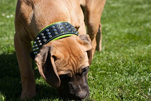 Bestia® "Stud Collar de Perros Grandes de Cuero Genuino. 6,3 cm de Ancho. Acolchado Suave Muy Duradero y cómodo. Hecho a Mano Garantizada Pitbull. Cane Corso. Rottweiler. Amstaff