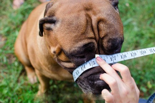 Bozal de piel ligero para bulldog inglés y otros perros de hocico corto