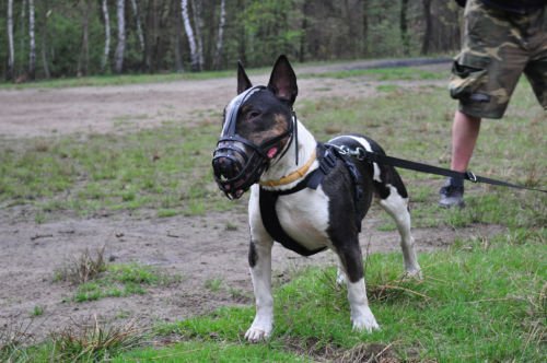 Bozal ligero de piel para perro Bull terrier inglés y otros de hocico similar