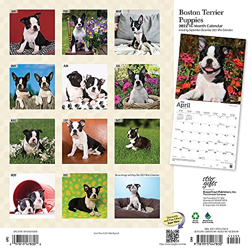 Calendario de pared cuadrado mensual de cachorros de Boston Terrier 2022 de 30,5 x 30,5 cm con cubierta estampada y pegatinas de StarGifts, animales razas de perros cachorros