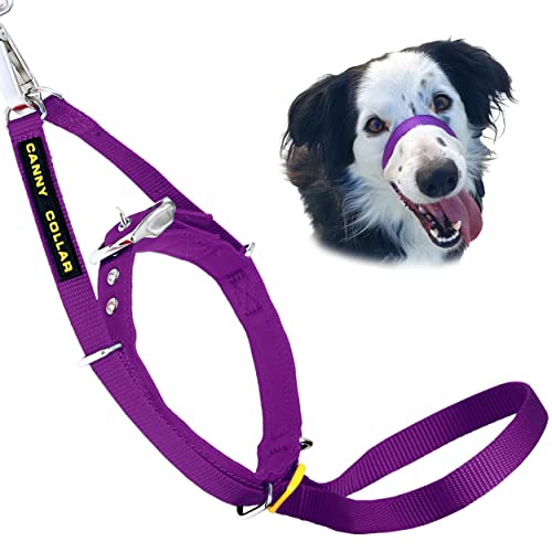 Canny Collar: Collar de Perro Entrenamiento y Collar Antitirones para Perros Grandes o Pequeños, ayuda simple y efectiva con el entrenamiento del perro y evita que los perros tiren de la correa (Morado)