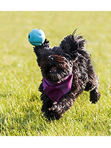 Chuckit! Juguete para Perro Juego de Lanzamiento de Pelotas para Perros, Pack de 3 Unidades