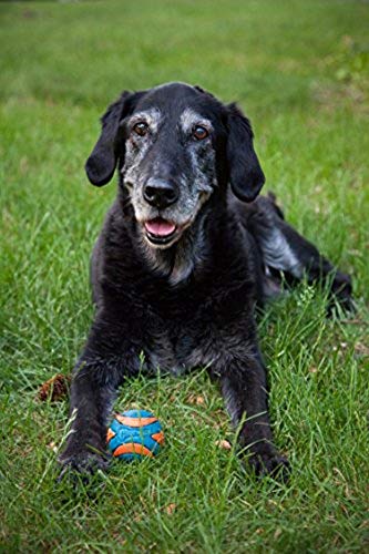 Chuckit! Pelota sonajero