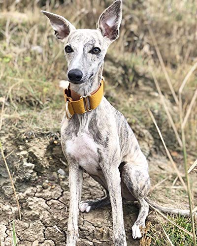 Collar de martingala amarillo de mostaza tejida Whippet Greyhound Lurcher italiano Sighthound Collar de perro ancho (pequeño)