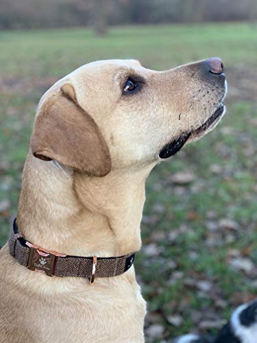 Collar de Perro Argos, Oro Rosa, Ajustable, Perros Grandes y Perros pequeños, Nailon Tweed, Perro Regalo (M/L 40-63 cm circunferncia del Cuello)