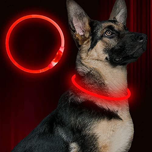 Collar para perro iluminado que brilla en la oscuridad, rojo, de seguridad con USB recargable, collar superbrillante, intermitente, 4 colores para perros pequeños, medianos y grandes