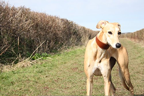 Collares anchos acolchados de piel de oveja marrón rústico y ante suave – Whippet, galgo, Lurcher y perro italiano Saluki Sighthound (pequeño)