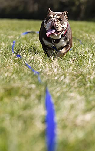 Correa de 15 m para entrenamiento de perros y caballos. 2,54 cm de ancho. Muy resistente.