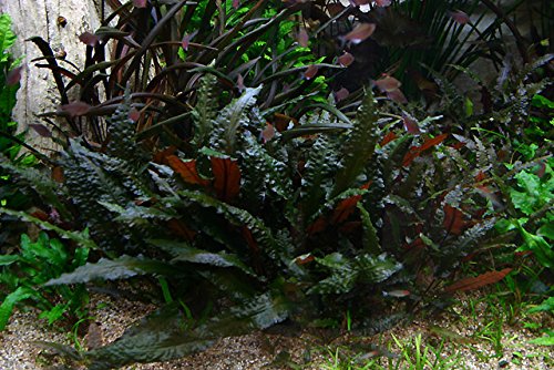 Cryptocoryne wendtii 'Mi OYA' – 1 ramo – Planta de acuario vivo