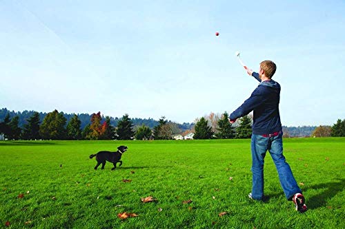 DI ZE LIN PET HOME DZL®Lanzador Pelota de Tenis Pelotas de Juguete para Perros Lanza y Juega, Incluye Lanzador (38CM,Aleatorio)