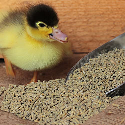 DuckGold Pienso para patos y gansos pollitos 2,5 kg | Comida de patos de ganso, pollitos de pato, iniciador de ganso