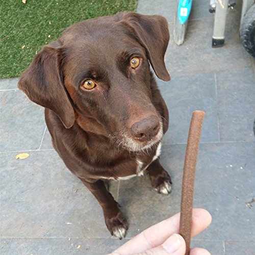 Evo Barritas de salmón con arroz para perros