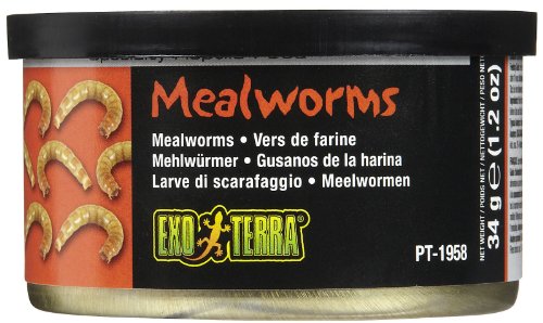 Exo Terra Gusanos de harina cocidos en Lata, alimento Individual para Reptiles, 34 g