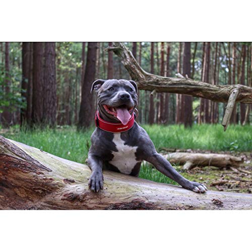 EzyDog Collar Neo Classic Wide