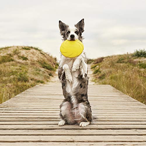 Frisbee para Perros Gloria - Disco Volador - Tamaño 18 cm - Juguete Interactivo - Material Resistente - Juguetes para Perros - Frisbee para Perros - Color Variado