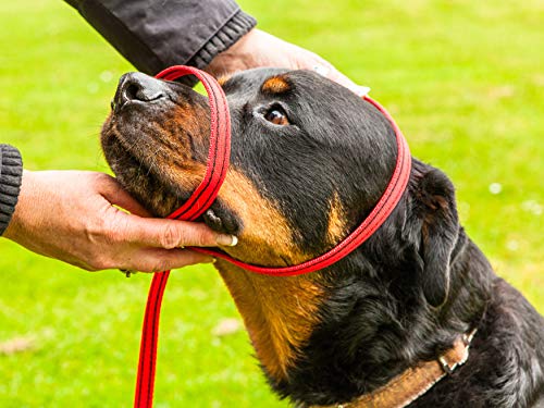 Gencon Collar todo en uno, no se engancha para evitar tirones, se adapta a todos los perros (café/crema, diestros).