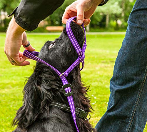 Gencon Collar todo en uno, no se engancha para evitar tirones, se adapta a todos los perros (café/crema, diestros).