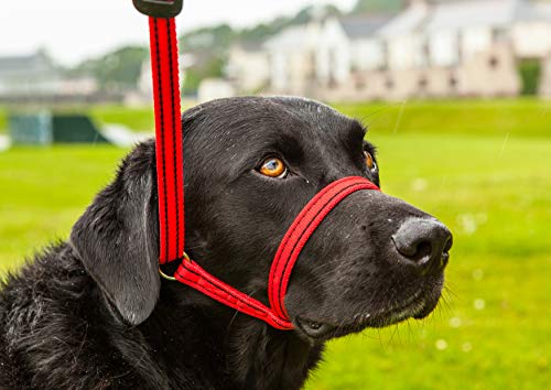 Gencon Collar todo en uno, no se engancha para evitar tirones, se adapta a todos los perros (café/crema, diestros).