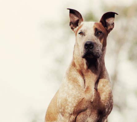 JLN 18KG + 3KG: PIENSO para Perros con Carne de Cordero y Gama Cachorros Premium