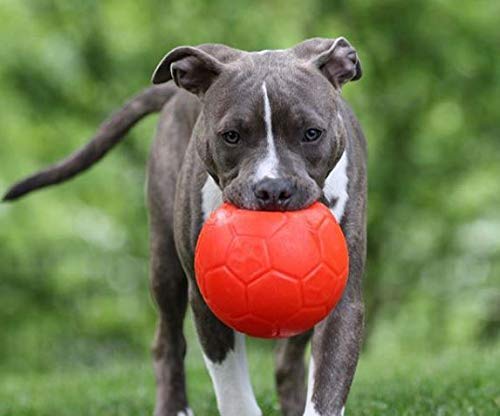 Jolly Pets Juguete para Perro Flotante-Rebote de Pelota de fútbol Medio, 6 Pulgadas de diámetro, Naranja (SB06 OR)