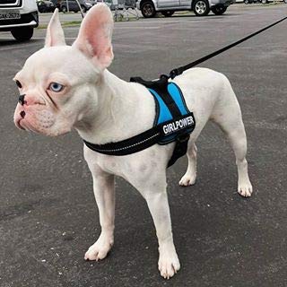 Julius-K9 IDC PowerHarness para perros con dos parches personalizados, aguamarina Mini