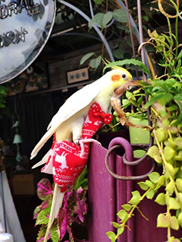 KUSO - Pañal para pájaros, ropa para pájaros, regalo de año nuevo, para amantes de los pájaros, reutilizables, lavables, periquito, cacatúa, guacamayo africano (Snowflake suéter, S)