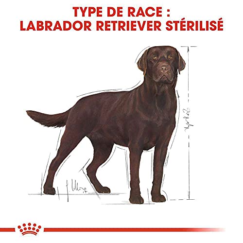 Labrador Retriever adulto stérilisé, a partir de 15 meses 12 kg – POR UN Saco