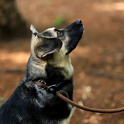 lionto Correa Retriever correa de perro correa de entrenamiento longitud 120 cm Marrón