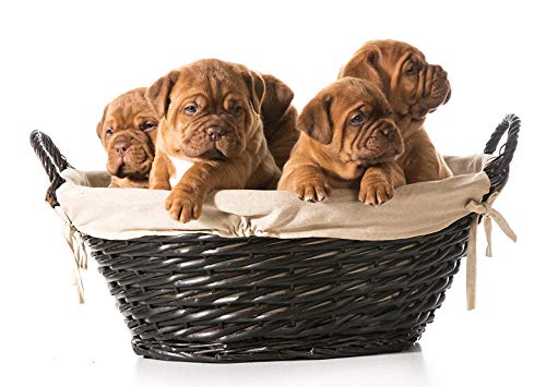 Lsping Marvel 500 Perros-Fondo-Blanco-Cesta-Mimbre-Cachorro-Bulldog 52x38cm