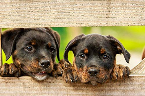 Lsping Puzzles educa 1000 Piezas Perros Rottweiler Tablones de Madera Dos Patas de Cachorro Hocico 50x70cm