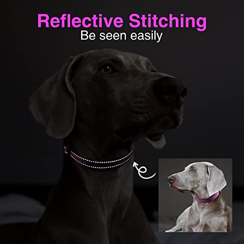 MASBRILL Collar de Perro Duradero y Reflectante, Ajustable Collar para Perros Grandes o Pequeños, Fabricado de Nylon con Suave Acolchado (Morado XL)