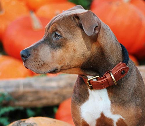 Michur Sherpa Black Stone, Refuerzo de Collar de Perro en Cuero y rocío, Redondo con núcleo de Poliamida y Nylon Trenzado, Collar de Cuero para Perros en Diferentes tamaños Disponibles