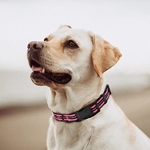 Mile High Life Night Tiras Reflectantes Dobles Collar de Perro de Nylon (2 Pack Azul/Rosa Brillante, X-Small Neck 23 cm- 33cm -9KG)