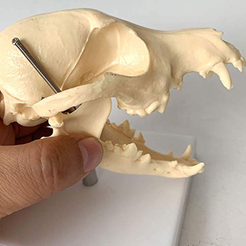 Modelo Educativo Modelo de Calavera de Perro - Material de PVC Cabeza de Calavera Animal Hueso Natural Modelo anatómico - Suministros de taxidermia para Perros Arte Bone Vet Medicine