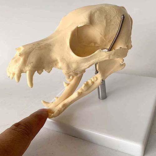 Modelo Educativo Modelo de Calavera de Perro - Material de PVC Cabeza de Calavera Animal Hueso Natural Modelo anatómico - Suministros de taxidermia para Perros Arte Bone Vet Medicine