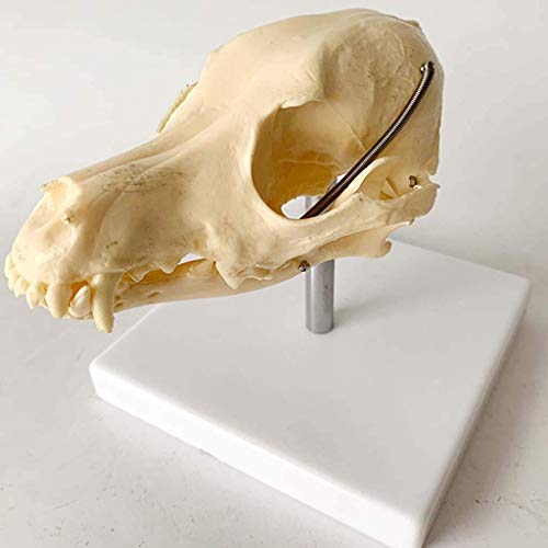 Modelo Educativo Modelo de Calavera de Perro - Material de PVC Cabeza de Calavera Animal Hueso Natural Modelo anatómico - Suministros de taxidermia para Perros Arte Bone Vet Medicine