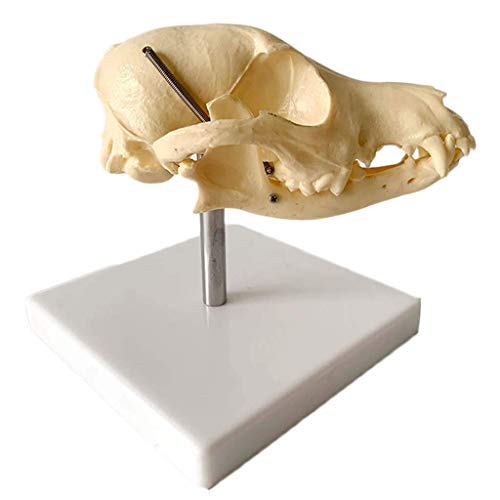 Modelo Educativo Modelo de Calavera de Perro - Material de PVC Cabeza de Calavera Animal Hueso Natural Modelo anatómico - Suministros de taxidermia para Perros Arte Bone Vet Medicine